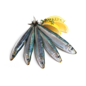 sardine méditiraniènne et atlentiques